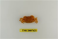 藏品(蔡氏澤蟹)的圖片